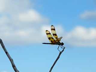 dragonfly insect resting on twig against blue cloudy sky