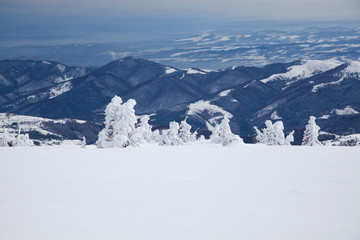 Obraz premium winter background of snow covered fir trees in the mountains