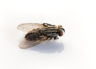 fly in white