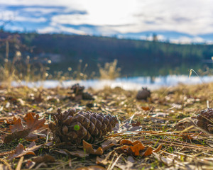 acorn dreams