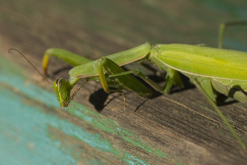 Mantis climbed onto the bench. A female mantis. Predatory insect.