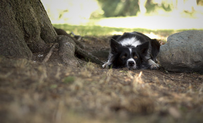 Tender Border Collie puppy posing lying between a stone and a tree