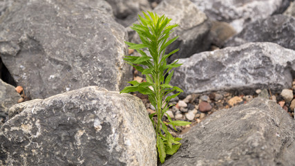 Plant