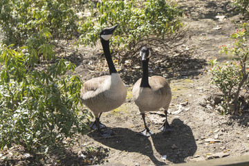 Dortmund, Ruhr Area, North Rhine Westphalia ,Germany - April 16 2018: