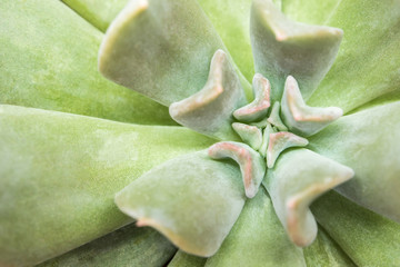 Succulent plant close-up fresh leaves detail of Echeveria Topsy Turvy