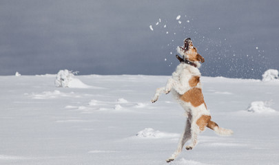 Naklejka na ściany i meble happy fox terrier playing in fresh snow on a beautiful winter day