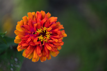 Orange Flower 