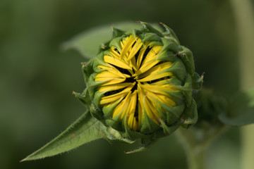  Yellow flower of sunflower