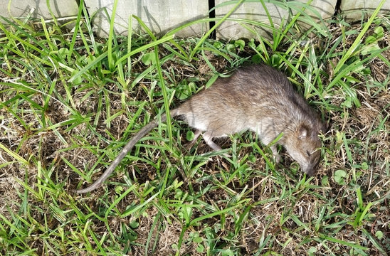 Dead rat on grass next to wood fence.