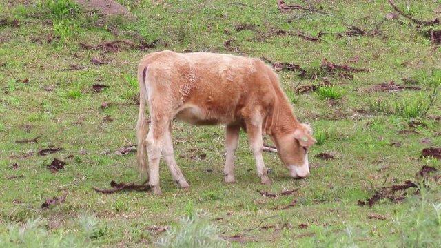 Novilho pastando no campo