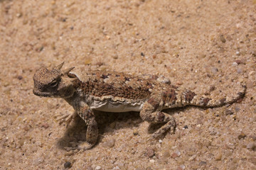Desert Horned Lizard (Phrynosoma platyrhinos).