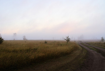 Morning fog in the field. Car trail. Green grass and trees