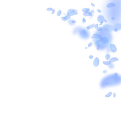 Dark blue flower petals falling down. Comely romantic flowers corner. Flying petal on white square b