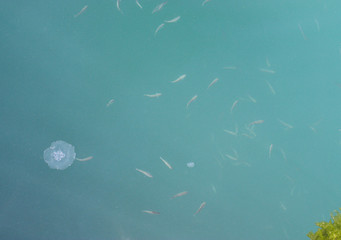 Small fish and jellyfish in the sea. View from above