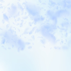 Light blue flower petals falling down. Fancy romantic flowers gradient. Flying petal on blue sky squ