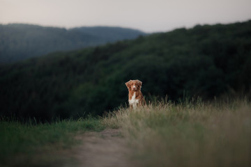 dog runs across the field in the grass. active pet in nature. Nova Scotia Duck Tolling Retriever in the open air