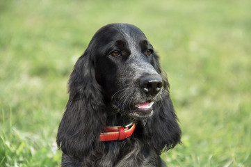 Portrait of a dog Russian Spaniel on the background of a green field.