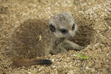 Meerkat (Suricata suricatta).