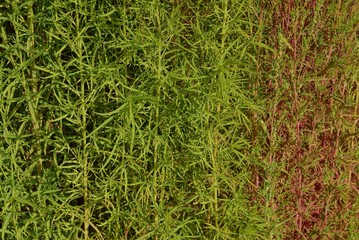 natural texture of green and red long ornamental plants