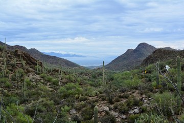 Gates Pass in Tucson Mountains with Saguaro Cactus Sonoran Desert 