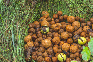 Walnuts kernels on green grass with natural background, Whole walnut in a metal plate. Walnuts. Walnuts an market. Healthy