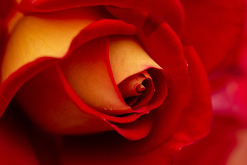 closeup of yellowish red rose