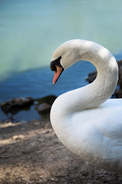 closeup of a wild swan