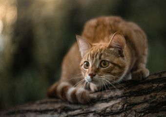 Fototapeta na wymiar Cute ginger cat sitting on a tree branch. Smart cat carefully looks at the world. The cat is preparing to jump by flexing its back. Red cat in a forest on a tree. The animal listens carefully.