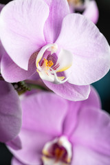 Pink Phalaenopsis orchid flower, close up. Vertical cpmposition