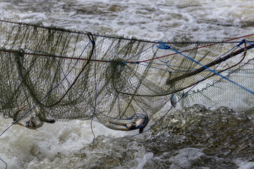 Freshwater fish in the net above the flowing water.