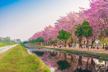 Obraz premium Tabebuia rosea is a Pink Flower neotropical tree in Nakhon Pathom, Thailand on February 22, 2016