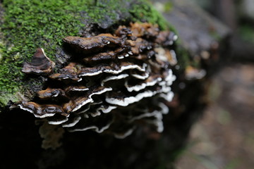 Fungi 1