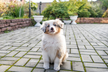 Australian shepherd puppy