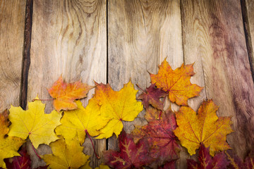 Naklejka na ściany i meble Thanksgiving background with fall maple leaves, copy space