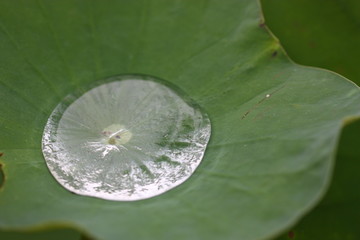 rain drop on lotus leaf