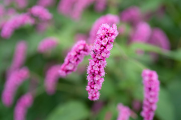 ピンク色の花　オオケタデ