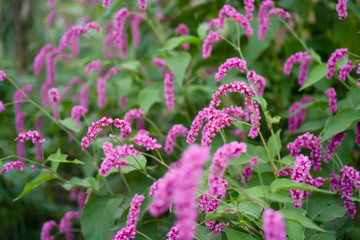 ピンク色の花　オオケタデ