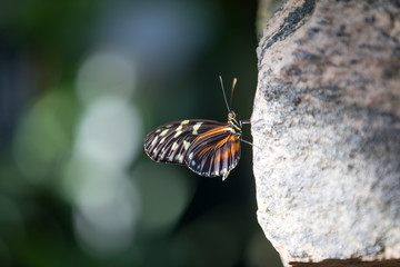 Tiger Longwing