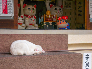 A real cat is slepping in the stairs of Imado jinja, (shrine) in Tokyo, Japan.