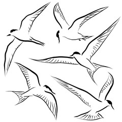 Flying tern sketches
