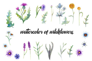 Wild flowers background Watercolor. Field flowers. Flower illustrations. Bohemian bouquets of flowers, wreaths, wedding compositions, anniversary, birthday, Invitations greeting cards