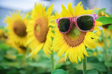 sunflower Bespectacled