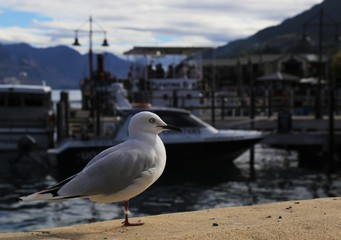 gulls 4