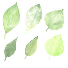  Watercolor set of summer green leaves. - 225616968