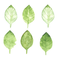 Watercolor set of summer green leaves.