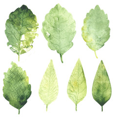 Watercolor set of summer green leaves.