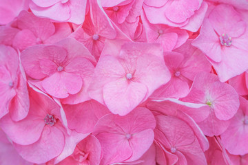 Obraz premium Texture pink hydrangea flowers ,Natural patterns background
