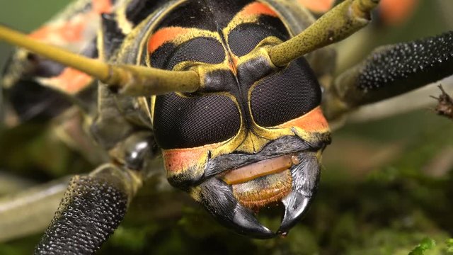 Close-up of the head of a Harlequin Beetle (Acrocinus longimanus) showing compound eyes and mandibles. A large beetle from the Amazon, known for carrying pseudoscorpions and mites under the elytra. 