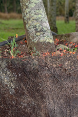Fototapeta premium The roots grow in the ground under a tree, a cross-section of soil.