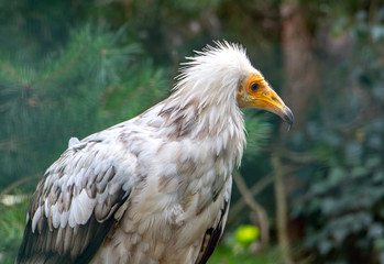 The portrait of Egyptian vulture (Neophron percnopterus) on green background.
